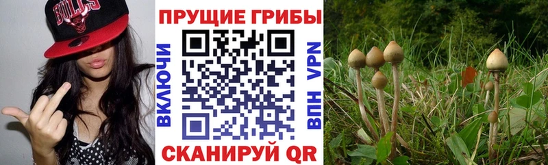 Псилоцибиновые грибы MAGIC MUSHROOMS  Тверь 